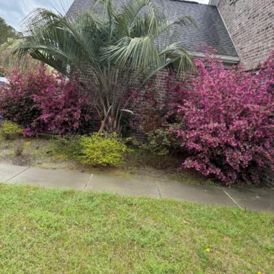 Shrubs Trimming (2)-1775147974